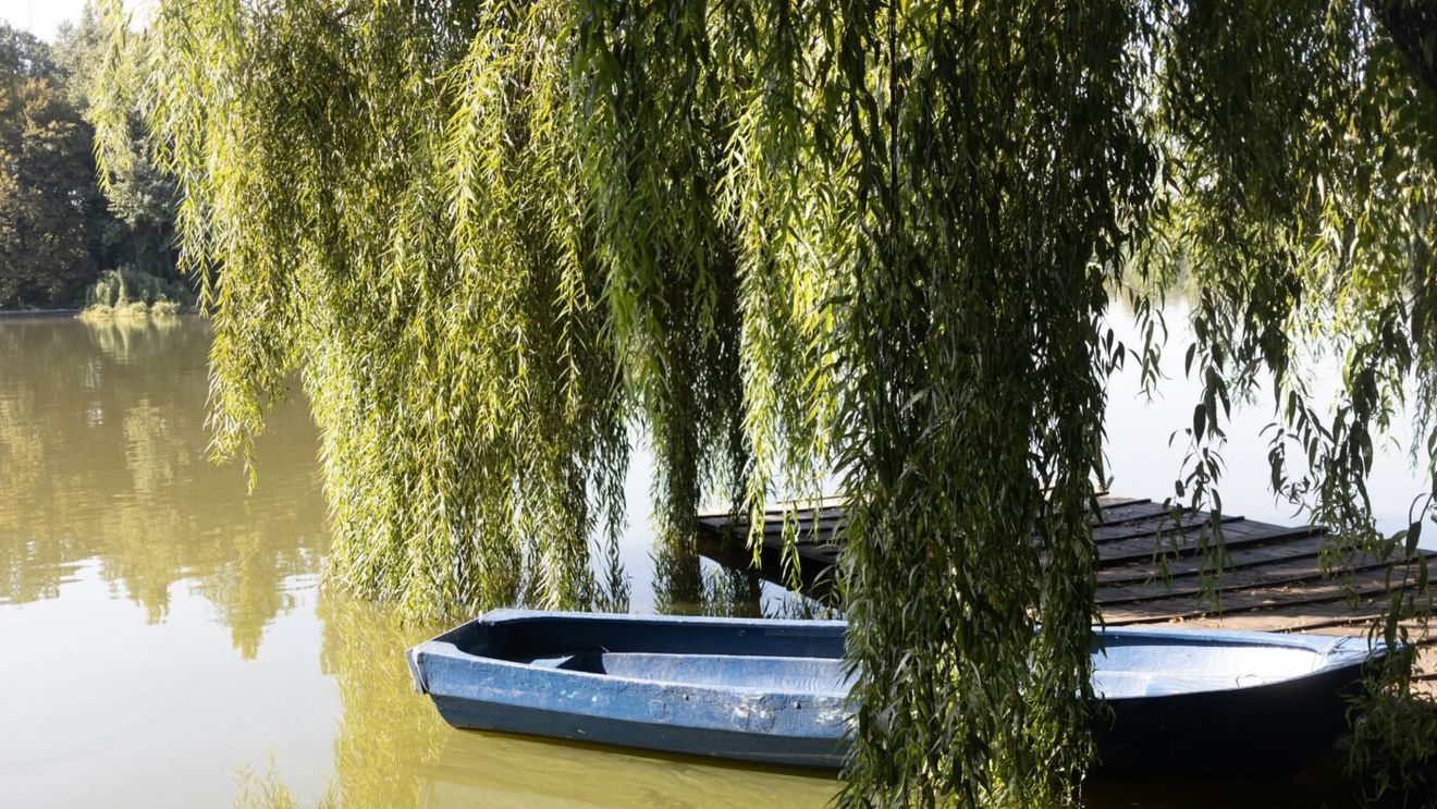 Nu i-a venit să creadă când a găsit asta în Herăstrău. A făcut poze și a răbufnit: „E vorba de bun simț?”