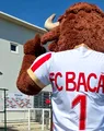 FC Bacău punctează la capitolul imagine. Are mascotă din acest sezon și noul echipament este format din toate culorile drapelului României