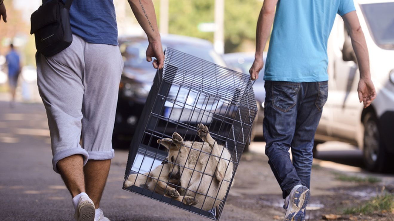 Primăria din Soci continuă programul de exterminare a câinilor vagabonzi în timpul JO