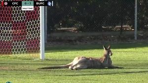 VIDEO | Australienii visează la optimile Campionatului Mondial, dar meciurile din Canberra sunt întrerupte de... canguri
