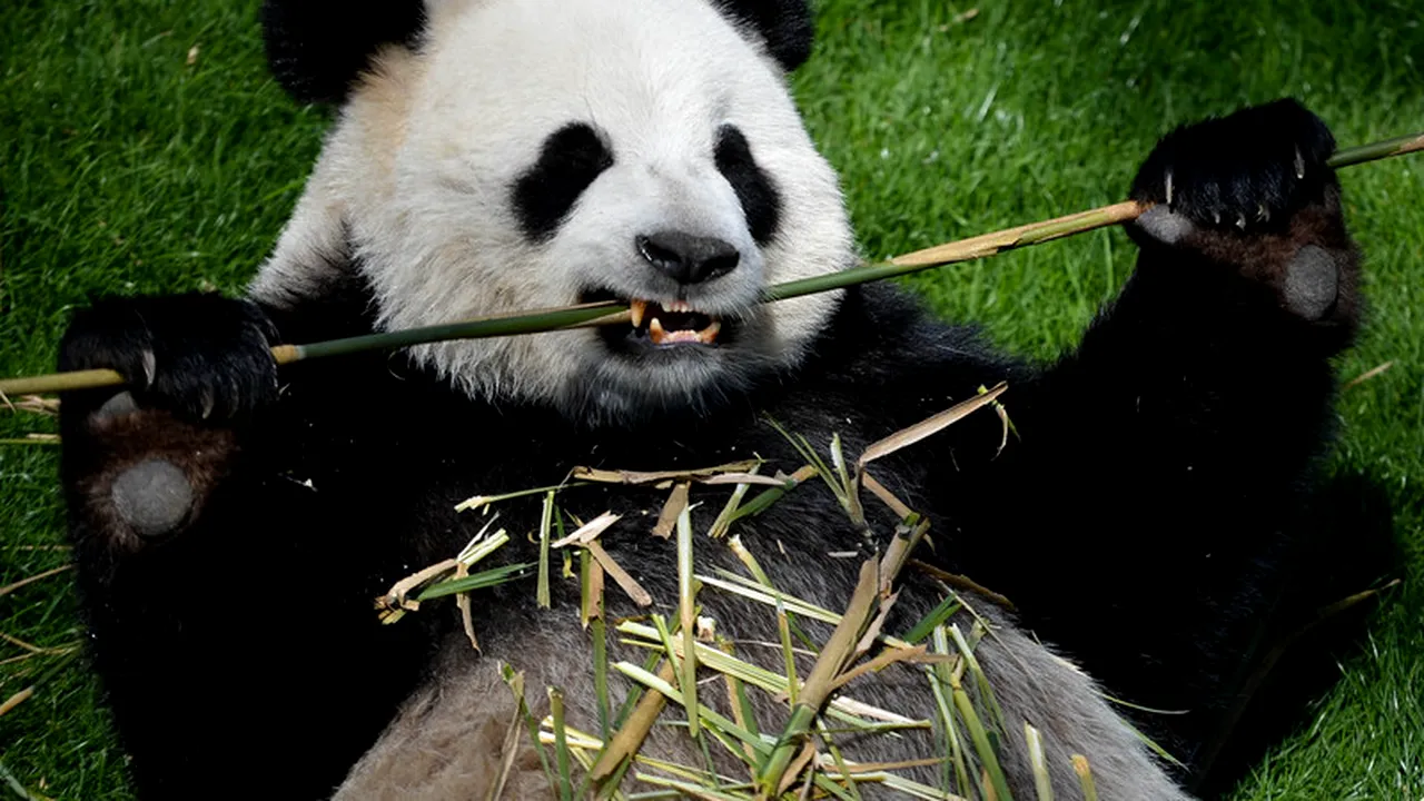 CM 2014. Autoritățile chineze au interzis ca mai mulți ursuleți panda să prezică rezultatele de la turneul final 