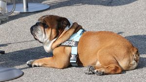 „Câinii” pătrund pe teren la derby-ul FCSB - Dinamo! LPF a anunțat un proiect unic: „Umple golul din viața ta!”