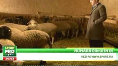 VIDEO** Gigi Becali a pus termopane la grajdul oilor!