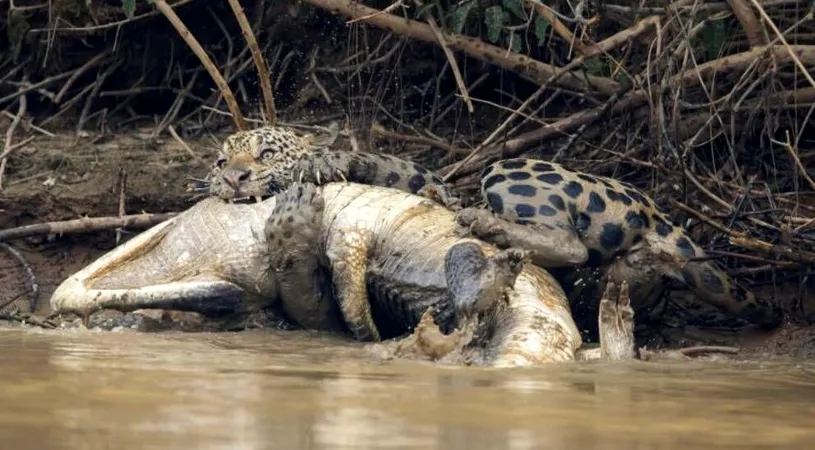 Cele mai brutale lupte pe viaţă şi pe moarte între animale sălbatice! Caiman, atacat de jaguar sau şerpii care se sfâşie între ei fără milă | GALERIE FOTO