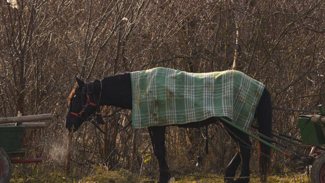 Milionarul care a fost acuzat că vinde tot şi fuge în Dubai a reacționat: „Când pui calul să tragă căruța, e nărăvaş. Mai dai două bice până își ia el drumul”