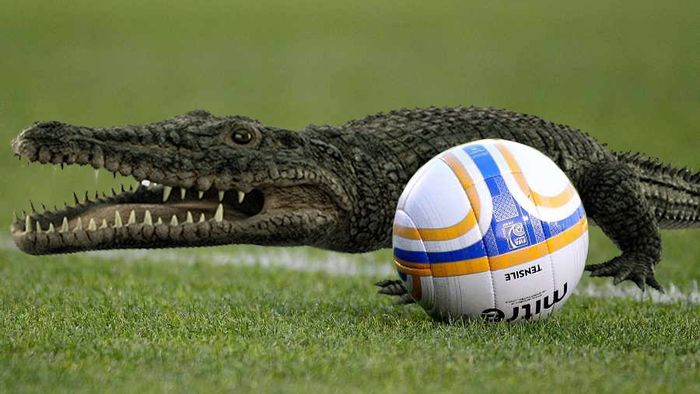 "Nu e glumă!" UNIC ÎN LUME | Un club din România a discutat să construiască un șanț cu apă și crocodili pentru ca fanii să nu mai intre pe teren: "Îi cumpărăm de la pet shop din Râmnicu Vâlcea". FRF a comandat o anchetă