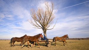 A venit din Austria civilizată şi a ajuns la Călăraşi. Şocul trăit când a văzut oamenii mergând cu căruțele pe şosele