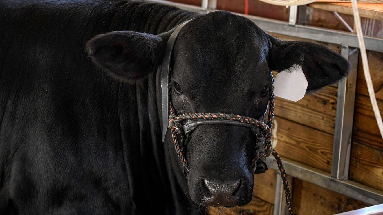 Milionarul care vrea să fie noul primar al Bucureștiului a dat lovitură cu cea mai modernă fermă de vită Angus din Europa: „Un taur se vinde cu 60.000 de euro!”