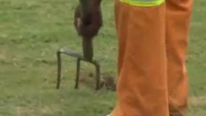 VIDEO Cum a ajuns un teren agricol gazonul de pe stadionul finalei Cupei Mondiale