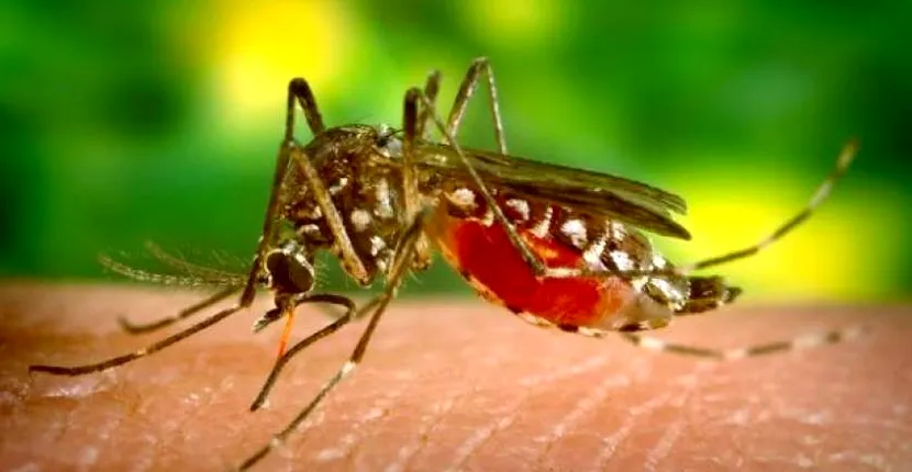 Alertă printre români: țânțarii care răspândesc malaria au ajuns în țara noastră!