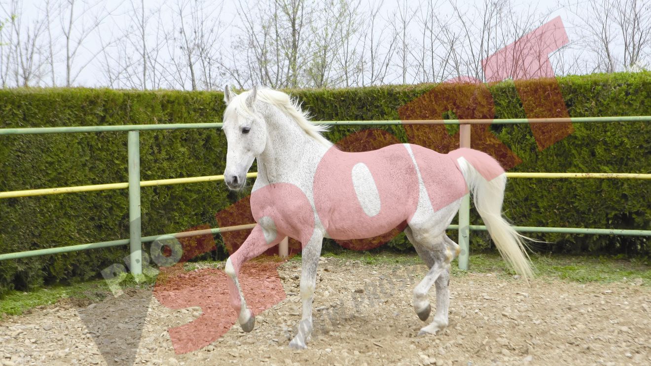 Carnaval s-a stins în anonimat!** Singurul armăsar olimpic al României din ultimele trei decenii a murit la ferma Jegălia, unde se "pensionase"