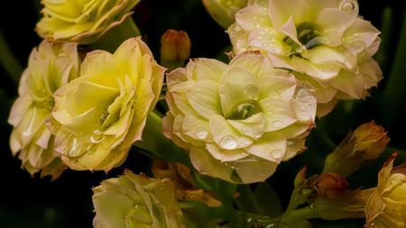 ADVERTORIAL. Begoniile – flori versatile pentru grădină și balcon