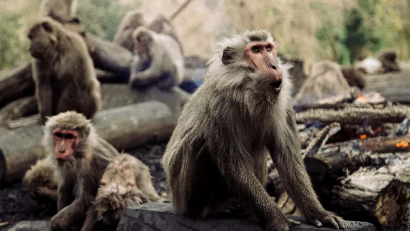 Un oraș japonez vânează maimuțe după zeci de atacuri. Animalele intră pe geam și atacă bătrâni și copii