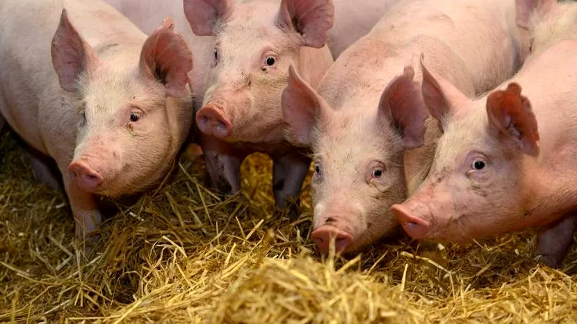 Pesta porcină ameninţă iar România! Peste 3.000 de porci au fost sacrificaţi în Teleorman