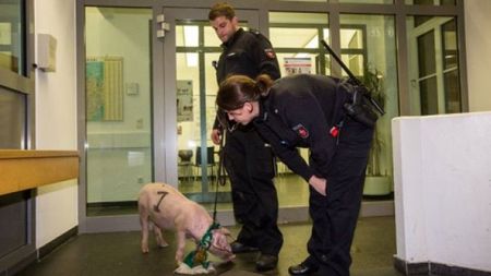 Cea mai tare fază a săptămânii! Polițiștii germani au "arestat" un...porc! :) Cum s-a ajuns la această întâmplare