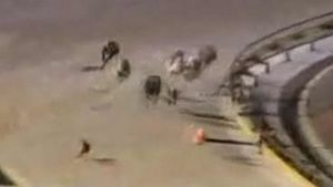 VIDEO AMUZANT **Vezi ce se întâmplă când un iepure își face apariția în mijlocul unei curse de câini! :)