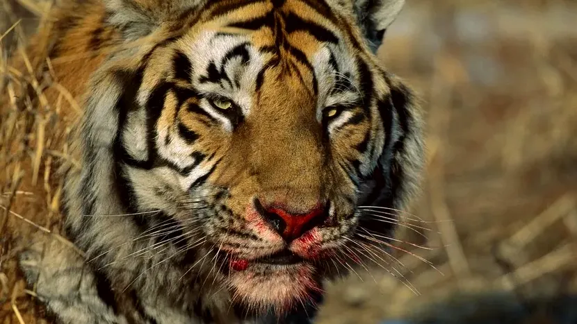O mamă de 25 de ani s-a luptat cu un tigru timp de două minute cu mâinile goale pentru a-și salva fiul de 15 luni