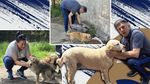 Haita lui Lupescu: reportaj la ferma din Snagov unde dinamovistul și soția hrănesc și îngrijesc zilnic peste 20 de câini. „Adoptați! Animalele nu-și aleg capul haitei un idiot”