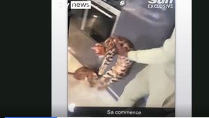 Suma incredibilă pe care trebuie să o plătească vedeta lui West Ham, Kurt Zouma, drept amendă pentru că și-a lovit animalul de companie!