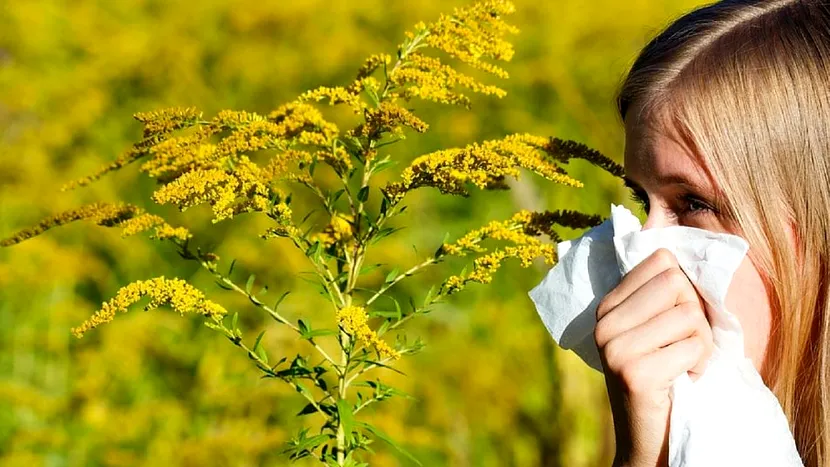 Totul despre alergia la ambrozie. Cauze, simptome și tratament