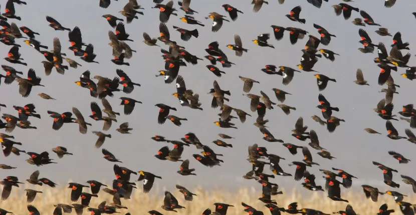 Un video cu sute de păsări care au căzut din cer a ajuns viral. Care sunt explicațiile experților
