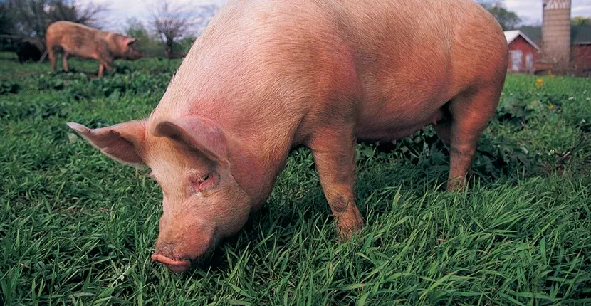 Pesta porcină africană, confirmată din nou în România. Județul Argeș este cel mai afectat! Au fost uciși peste 4000 de porci