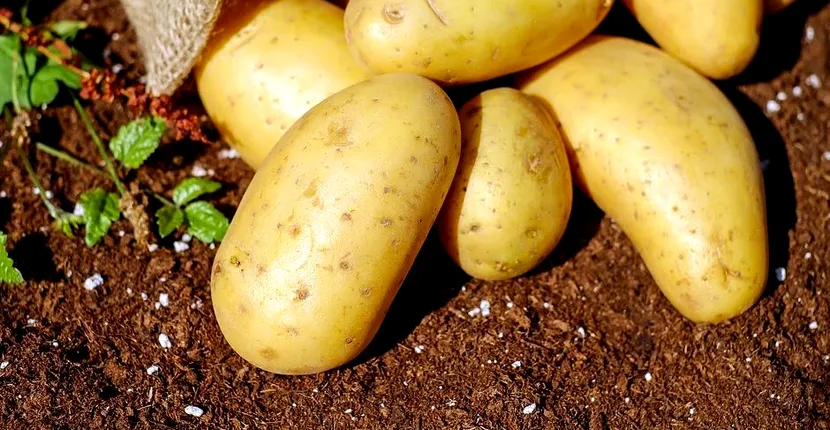 Cât a ajuns să coste un kilogram de cartofi românești în piețe! Prețul e dublu față de supermarket