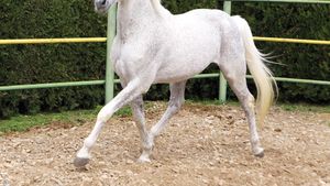 Povestea fascinantă a celui mai nobil dintre animale!** Și caii se pensionează, nu-i așa?