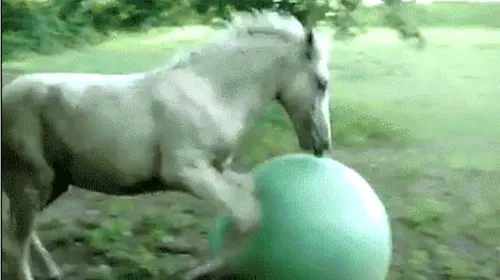 VIDEO** De ce mânerele se pun pe cal și nu pe minge! Cel mai mare FAIL al unui mânz practicant de gimnastică