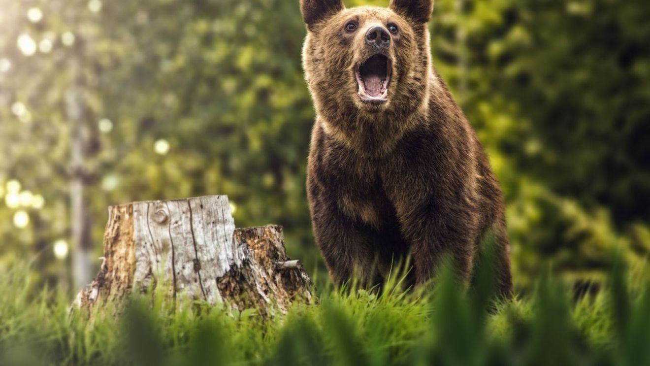 Biodiversitatea, un subiect neinteresant pentru comunitatea internațională! Ce a făcut omenirea, în ultimii zece ani, pentru a opri un dezastru ecologic