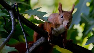 Oficialii unui club din Anglia și-au îndemnat fanii să nu se îmbrace în veverițe! Povestea inedită din spatele apelului