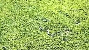 Valeriu Iftime este convins că la Botoșani este invazie de șerpi, după ce Florin Gardoș a filmat unul pe gazonul stadionului. „L-o fi ținut careva în sân”