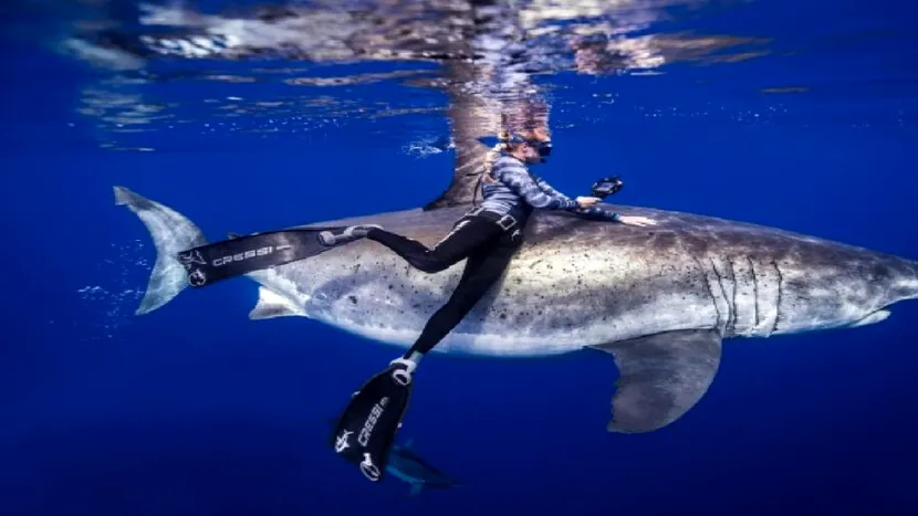 Povestea tinerei care înoată printre rechinii albi de 6 metri lungime. „Este mai probabil să fii lovit de fulger decât mușcat de un rechin”. Care este secretul femeii