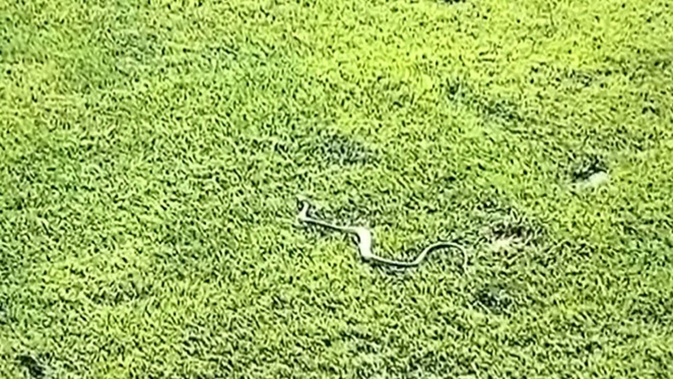 Valeriu Iftime este convins că la Botoșani este invazie de șerpi, după ce Florin Gardoș a filmat unul pe gazonul stadionului. „L-o fi ținut careva în sân”