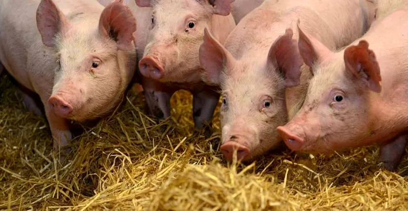 Pesta porcină ameninţă iar România! Peste 3.000 de porci au fost sacrificaţi în Teleorman