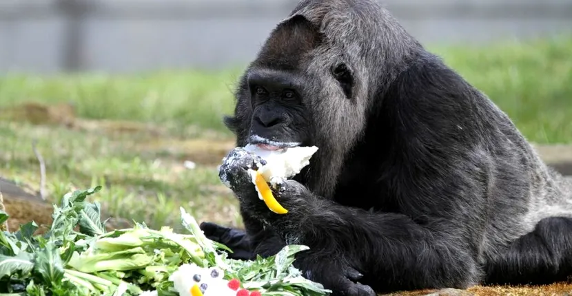 Cea mai bătrână gorilă din lume a împlinit 65 de ani. Animalul a savurat un tort cu fructe de pădure de ziua de naștere