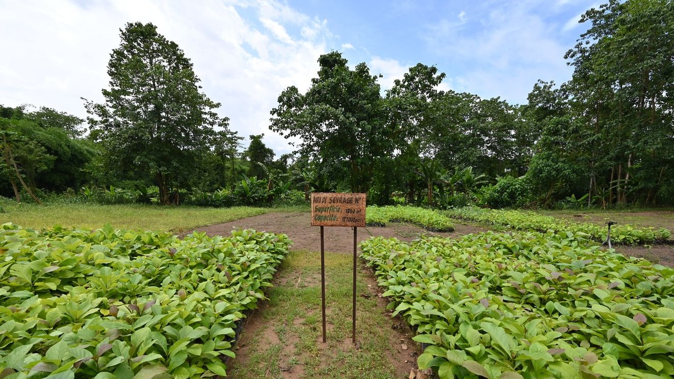 A strâns avere din fotbal. În ce afacere mai puțin obișnuită a investit o parte din milioanele de euro câștigate