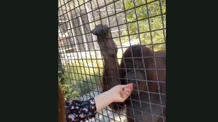 Moment şocant! I-a dat unei maimuțe să fumeze din țigara electronică