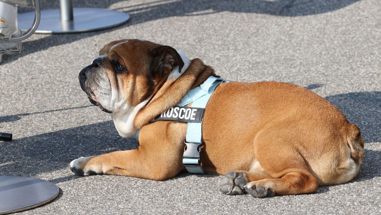 „Câinii” pătrund pe teren la derby-ul FCSB - Dinamo! LPF a anunțat un proiect unic: „Umple golul din viața ta!”