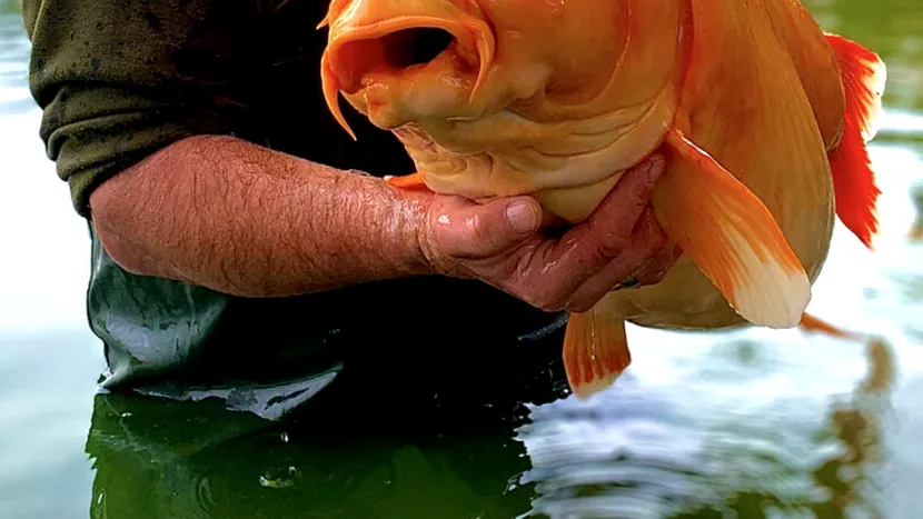 Un pescar prinde un uriaș peștișor auriu de 67 de kilograme și ar putea doborî recordul mondial: A fost pur și simplu noroc