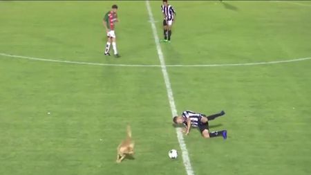 Merita cartonaș pentru atac din spate? :) O partidă din Argentina a fost întreruptă după ce un câine a intrat pe teren și a "faultat" un jucător | VIDEO 