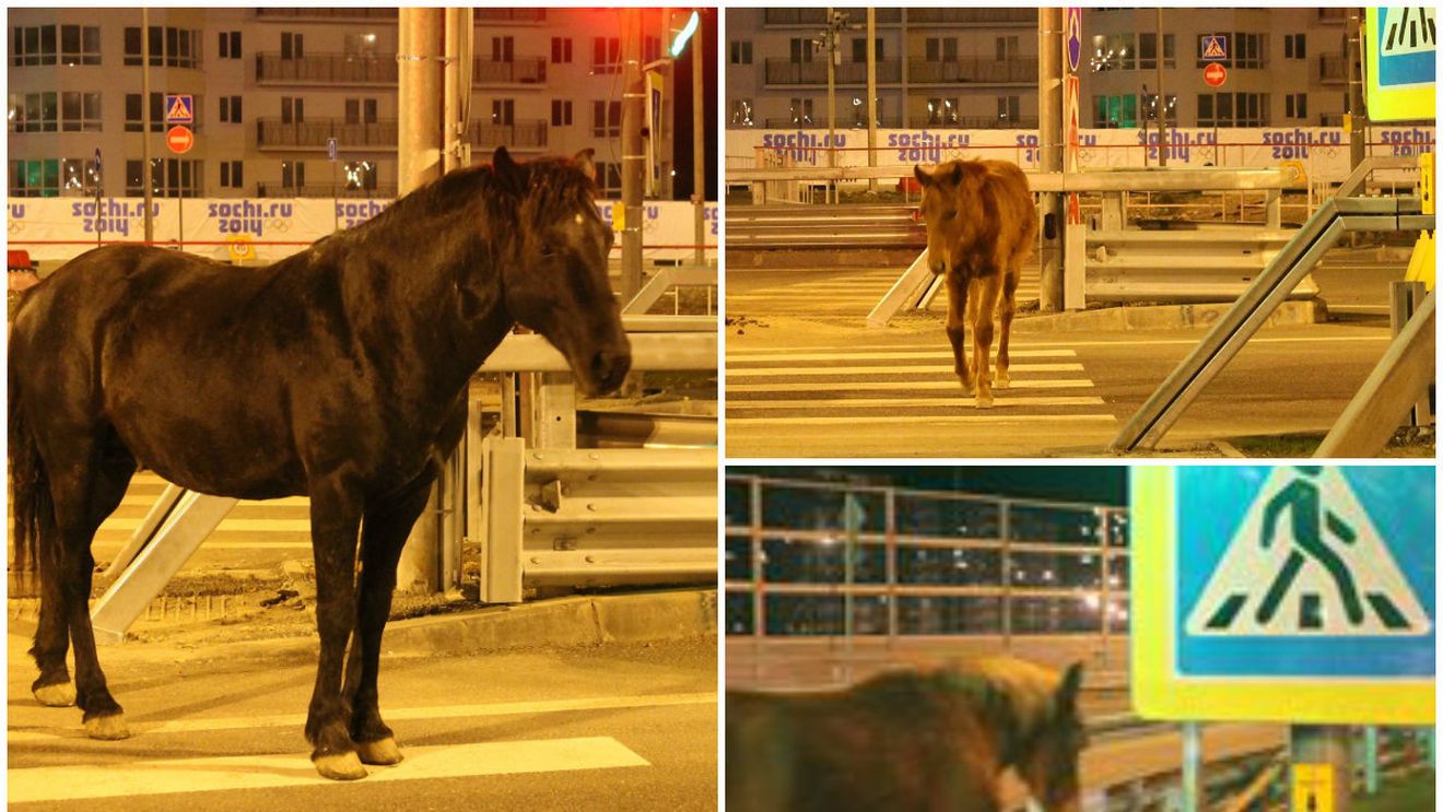  Reportaj din Soci. Maraton printre ciudățeniile de sub palmieri. "Do you speak english?" - "Only russian!" Caii trec strada pe zebră. FOTO