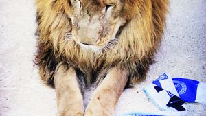 Fanii Universității pun presiune pe Mititelu: "Nu mai puteam sta încă un an pe bară!"** Lista celor 39 de jucători revendicați de patron