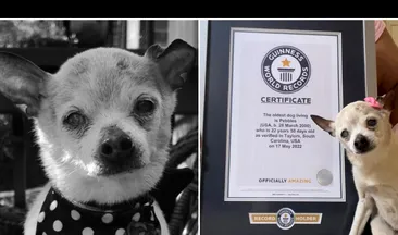 Pebbles, cel mai bătrân câine din lume, a murit. Patrupedul a dat naştere de-a lungul vieţii la 32 de căţei