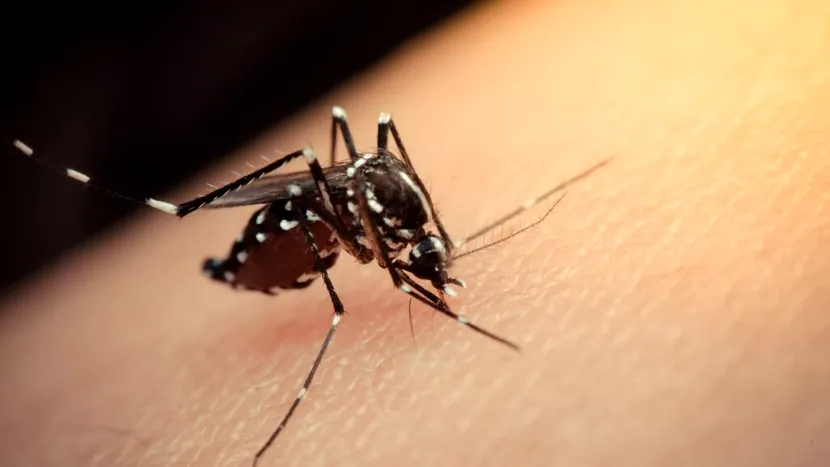 Oamenii de știință avertizează. Virusul Zika poate produce o epidemie globală