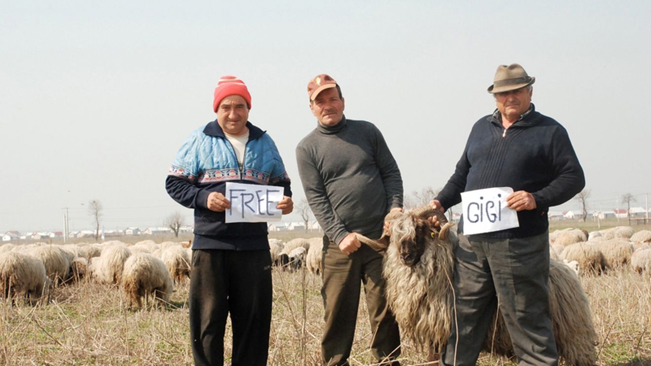 "Free Gigi" de la Rast!