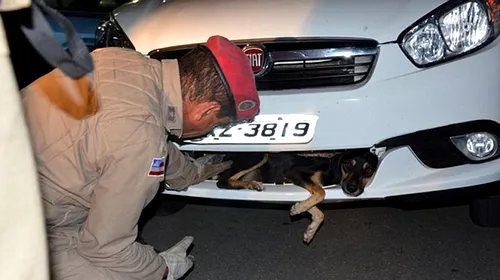 Miracol pe șosea! FOTO: Cum a supraviețuit acest câine după ce a fost lovit de o mașină
