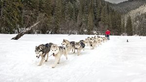 Câinii albi din Lacul Roșu.** Reportaj din România: cursele de câini au început să stârnească pasiuni nebănuite
