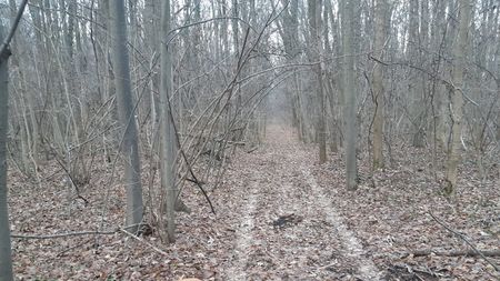 Greșeala fatală pe care o fac soldații ruși care au ocupat orașul Cernobîl! Ce e „Pădurea Roșie” și ce se întâmplă dacă intri în ea