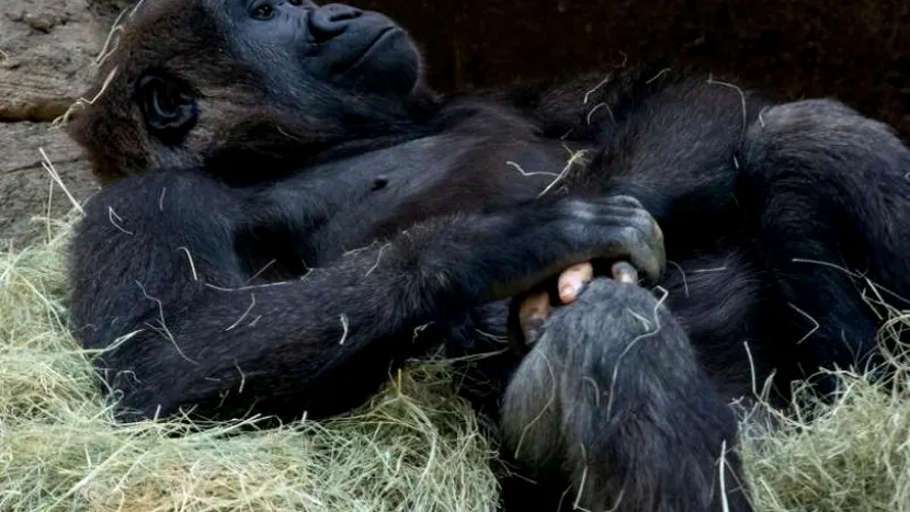 FOTO | Fotografia degetelor unei gorile a cucerit internauții!